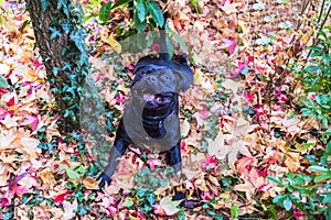 Staffordshire bull terrier dog lying in colouful maple leaves