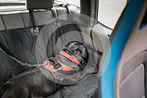 Staffordshire Bull Terrier dog lying down sleeping on the back seat of a car. He is weating a harness which is secured with a clip