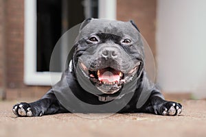 Staffordshire Bull Terrier dog lying on the ground looking at the camera. He is happy and relaxed with a smile on his face.