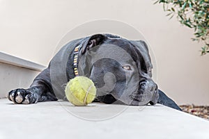 Staffordshire bull terrier dog lying on a step by a tennis ball