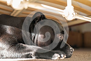 Staffordshire Bull Terrier dog lying under a metal frame bed with wooden slats