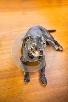 Staffordshire Bull Terrier dog lyingin on a wooden floor