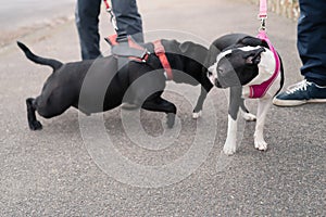 A Staffordshire Bull Terrier dog meets a Boston Terrier. He is sniffing or licking her rear end.