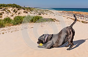 Staffordshire bull terrier dog playing on a beach