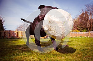 A Staffordshire bull terrier dog playing with a soccer ball that is a bit deflated after chewing. Taken from a low angle