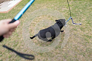 Staffordshire bull terrier dog running to catch the rope lure at the end of the elastic rope attached to a pole flirt pole