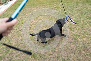 Staffordshire bull terrier dog running to catch the rope lure at the end of the elastic rope attached to a pole flirt pole