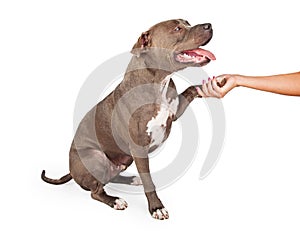 Staffordshire Bull Terrier Dog Shaking Human Hand