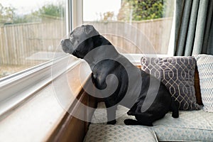Staffordshire Bull Terrier dog sitting on a bay window seat inside a home looking out of a double glazed window