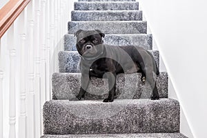 Staffordshire bull terrier dog sitting on a staircase