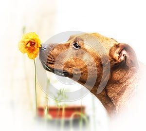 Staffordshire bull terrier dog sniffing an orange flower.