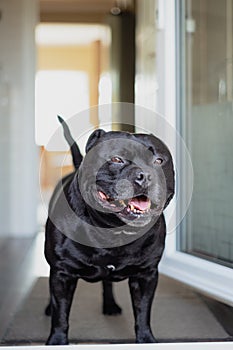 Staffordshire Bull Terrier dog stading in a doorway with the light behind him