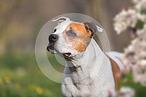 Staffordshire bull terrier dog standing in forest