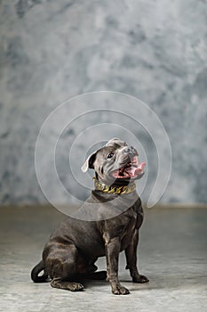 Staffordshire bull terrier dog, studio shot