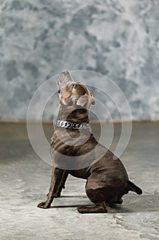 Staffordshire bull terrier dog, studio shot