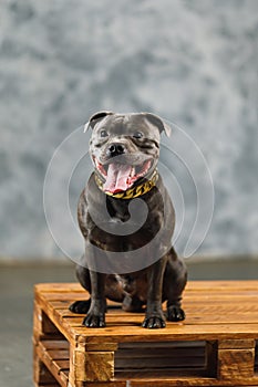 Staffordshire bull terrier dog, studio shot