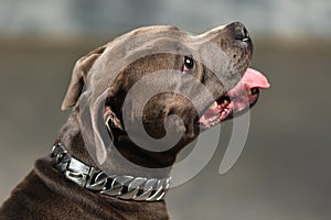 Staffordshire bull terrier dog, studio shot