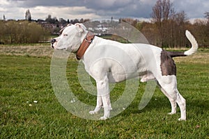 Staffordshire Bull Terrier Dog walking in park