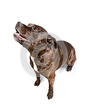 Staffordshire Bull Terrier dog on white background