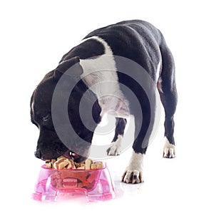 Staffordshire bull terrier eating