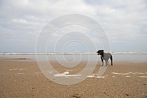 Staffordshire Bull Terrier enjoying the beach, Barra do Kwanza