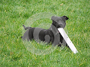 Staffordshire Bull Terrier in grass