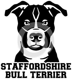 Staffordshire Bull Terrier head black and white