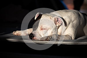 Staffordshire Bull Terrier laying on the sun