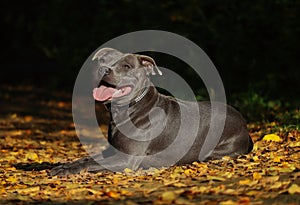 Staffordshire Bull Terrier lies on Yellow Fallen Leaves during Sunny Day