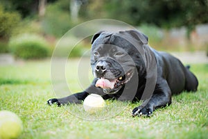 Staffordshire Bull Terrier lying on grass with a tennis ball in front of him. He is happy and relaxed with his tongue out slightly