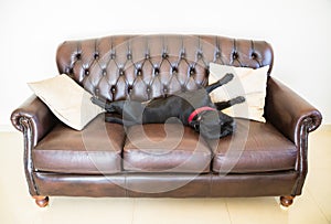 Staffordshire Bull Terrier lying on a sofa