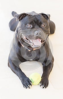 Staffordshire Bull Terrier lying on a white step holding a ball,