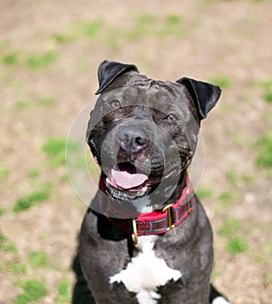 A Staffordshire Bull Terrier mixed breed dog with a head tilt