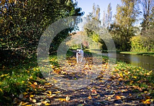 Staffordshire bull terrier in  Perry Park Birmingham