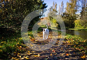 Staffordshire bull terrier in  Perry Park Birmingham