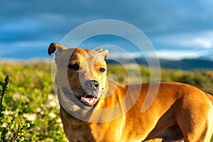 Staffordshire bull terrier pet portrait outdoors in the wilderness during golden hour with blue storm clouds