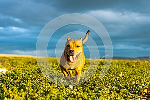 Staffordshire bull terrier pet portrait outdoors in the wilderness during golden hour with blue storm clouds