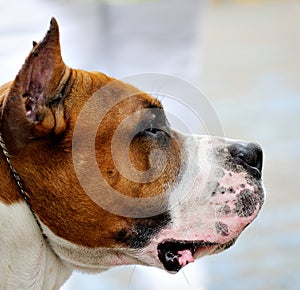 Staffordshire Bull Terrier portrait