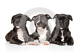 Staffordshire bull terrier puppies lying down
