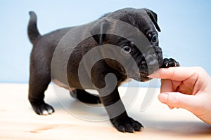 Staffordshire Bull Terrier puppy - 2 weeks