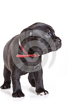 Staffordshire Bull Terrier puppy