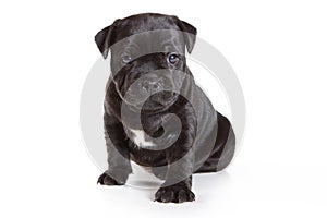 Staffordshire Bull Terrier puppy photo