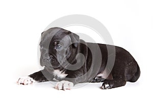 Staffordshire Bull Terrier puppy