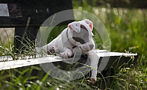 Staffordshire bull terrier puppy on the bench