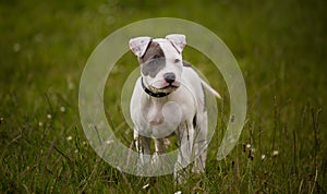 Staffordshire bull terrier puppy in colour