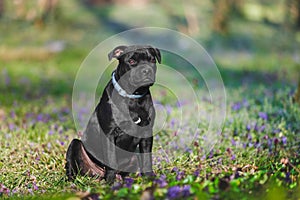 Staffordshire Bull terrier puppy outdoor in the park sitting on green lawn