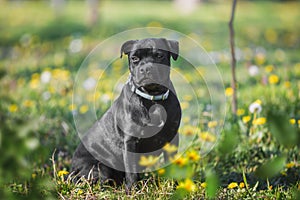 Staffordshire Bull terrier puppy sitting on green lawn