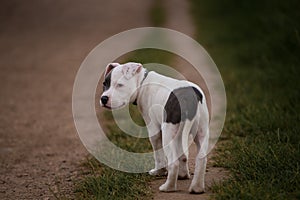 Staffordshire bull terrier puppy walking