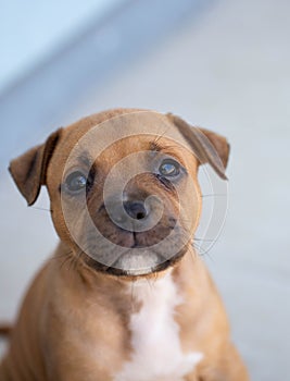 Staffordshire bull terrier red puppy focused