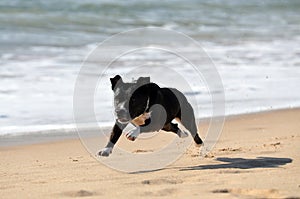 Staffordshire bull terrier running